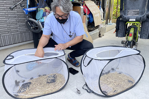 カブトムシの成虫プレゼント